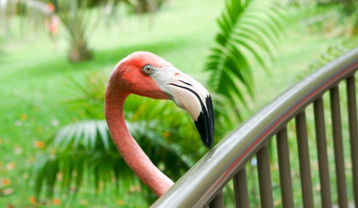 Zoo Miami