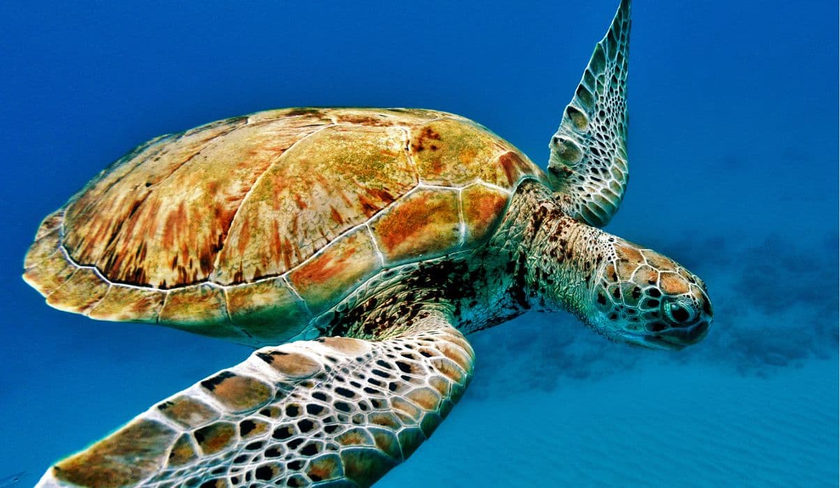 Swim with Sea Turtles