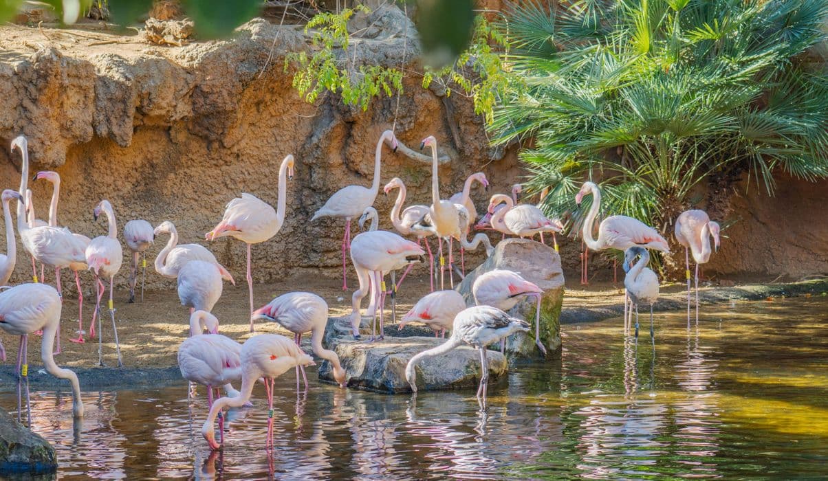 Bioparc Fuengirola