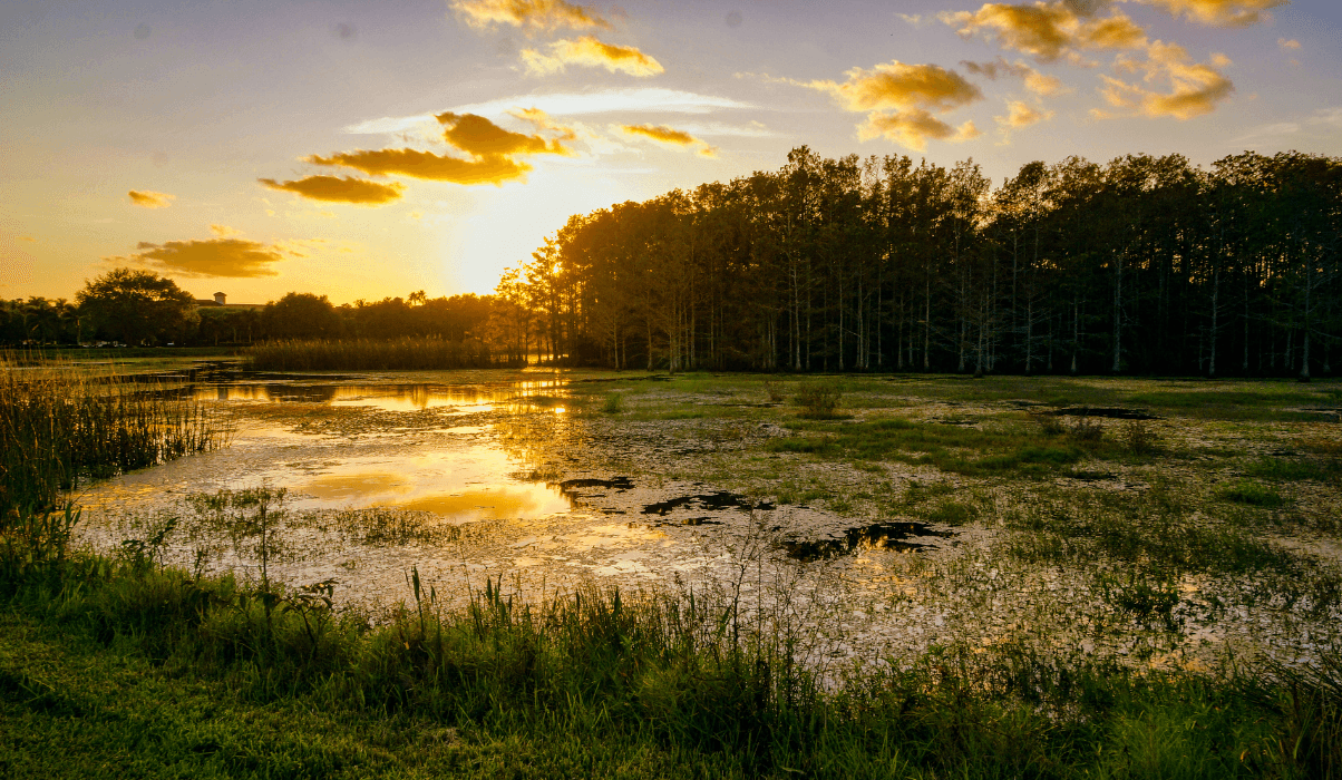 Experience a Louisiana Swamp Tour